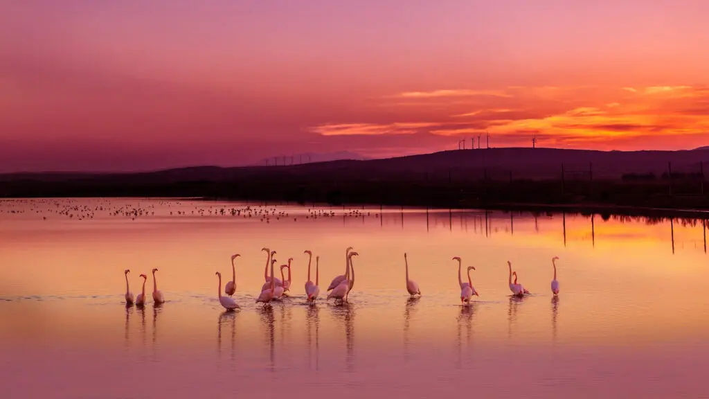 La Camargue